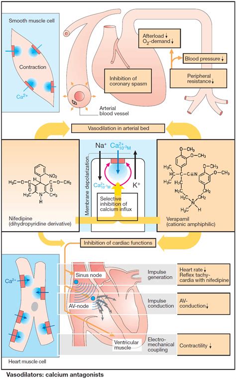 calcium chanel bloker|calcium channel agonist.